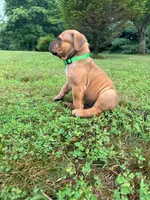 Cleatus, a male Dogue de Bordeaux and American Pit Bull Terrier for sale in McArthur, OH – 3 of 10