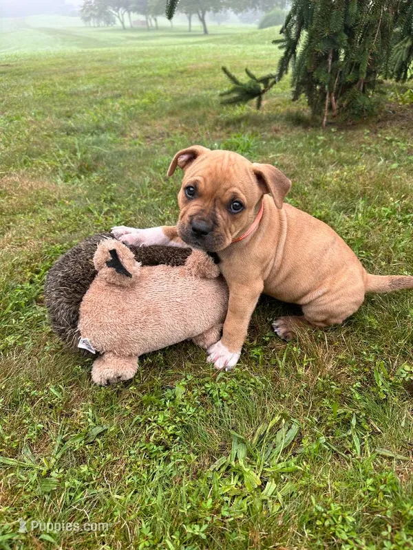 Tigger – Dogue de Bordeaux, American Pit Bull Terrier puppy for sale in McArthur, OH