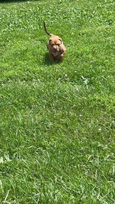 Hooch, a male Dogue de Bordeaux and American Pit Bull Terrier for sale in McArthur, OH – 4 of 10