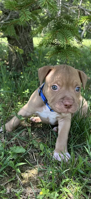 Handsome Man – Dogue de Bordeaux, American Pit Bull Terrier puppy for sale in McArthur, OH