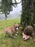 Badger, a male Dogue de Bordeaux and American Pit Bull Terrier for sale in McArthur, OH – 2 of 9