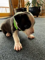 Miss Fanny, a female Dogue de Bordeaux and American Pit Bull Terrier for sale in McArthur, OH – 2 of 9