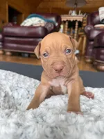 Handsome Man, a male American Pit Bull Terrier for sale in McArthur, OH – 3 of 9