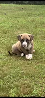 Badger, a male Dogue de Bordeaux and American Pit Bull Terrier for sale in McArthur, OH – 9 of 9