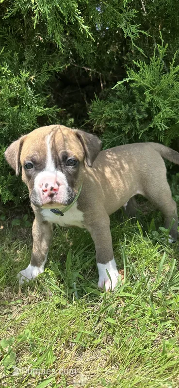 Zimba – Dogue de Bordeaux, American Pit Bull Terrier puppy for sale in McArthur, OH