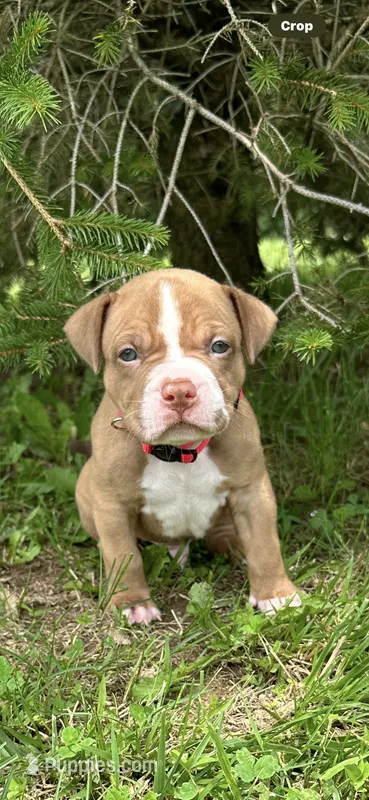 Zeke – Dogue de Bordeaux, American Pit Bull Terrier puppy for sale in McArthur, OH