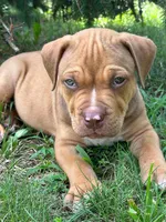 Hooch, a male Dogue de Bordeaux and American Pit Bull Terrier for sale in McArthur, OH – 1 of 10