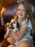 Miss Fanny, a female Dogue de Bordeaux and American Pit Bull Terrier for sale in McArthur, OH – 4 of 9