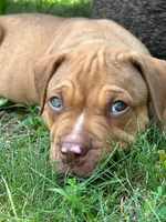 Hooch, a male Dogue de Bordeaux and American Pit Bull Terrier for sale in McArthur, OH – 6 of 10