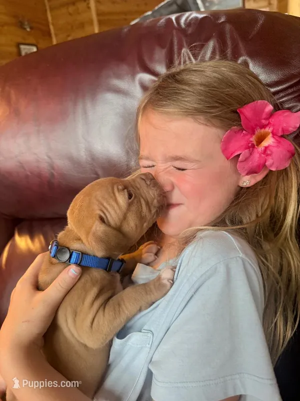 Handsome Man – American Pit Bull Terrier puppy for sale in McArthur, OH