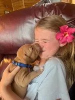 Handsome Man, a male American Pit Bull Terrier for sale in McArthur, OH – 1 of 9