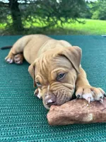 Hooch, a male Dogue de Bordeaux and American Pit Bull Terrier for sale in McArthur, OH – 2 of 10