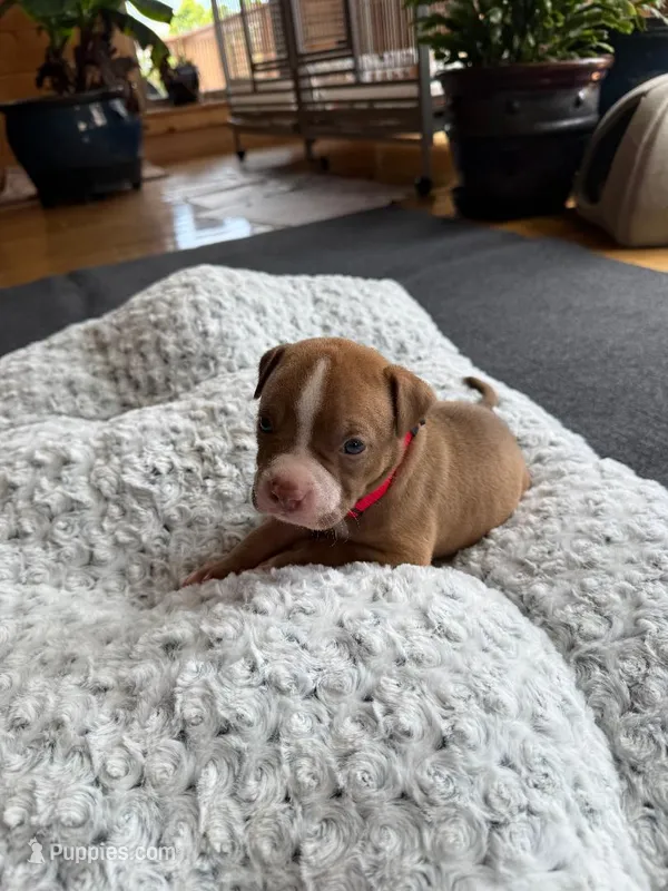 Zeke – American Pit Bull Terrier puppy for sale in McArthur, OH