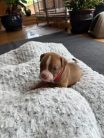 Zeke, a male American Pit Bull Terrier for sale in McArthur, OH – 1 of 9