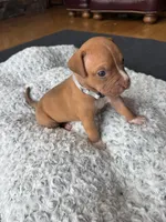 Nala, a female American Pit Bull Terrier for sale in McArthur, OH – 3 of 9