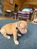 Nala, a female American Pit Bull Terrier for sale in McArthur, OH – 2 of 9