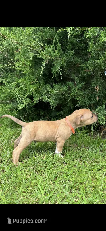 Tigger – Dogue de Bordeaux, American Pit Bull Terrier puppy for sale in McArthur, OH