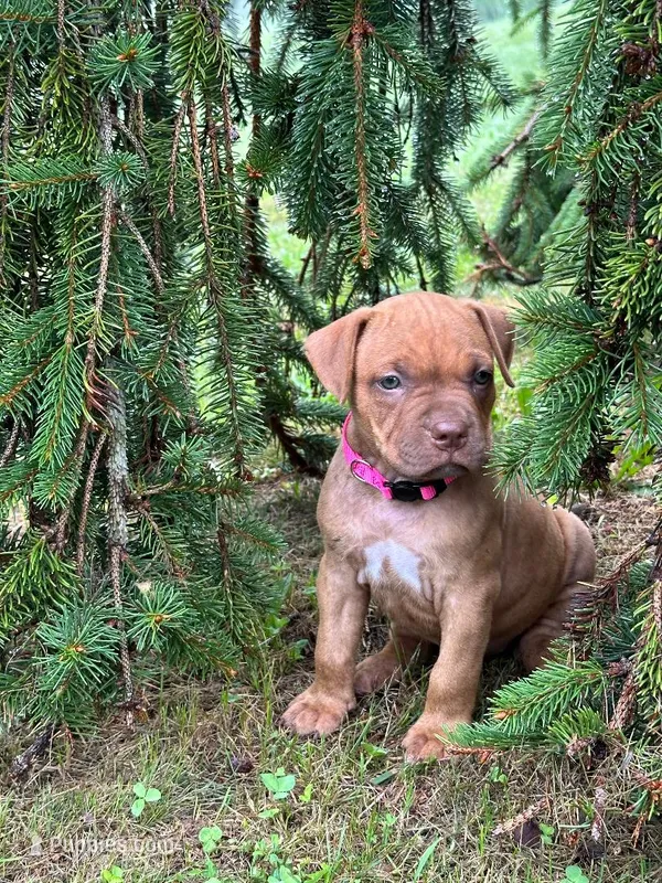 Tigris – Dogue de Bordeaux, American Pit Bull Terrier puppy for sale in McArthur, OH