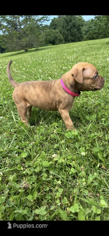 Tigris – Dogue de Bordeaux, American Pit Bull Terrier puppy for sale in McArthur, OH