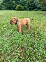 Cleatus, a male Dogue de Bordeaux and American Pit Bull Terrier for sale in McArthur, OH – 6 of 10