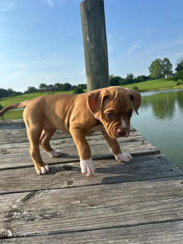 Nala – Dogue de Bordeaux, American Pit Bull Terrier puppy for sale in McArthur, OH