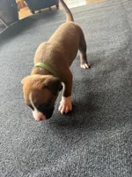 Zimba, a male Dogue de Bordeaux and American Pit Bull Terrier for sale in McArthur, OH – 3 of 9