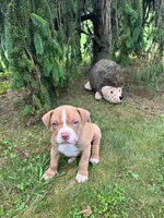 Marcus, a male Dogue de Bordeaux and American Pit Bull Terrier for sale in McArthur, OH – 2 of 10