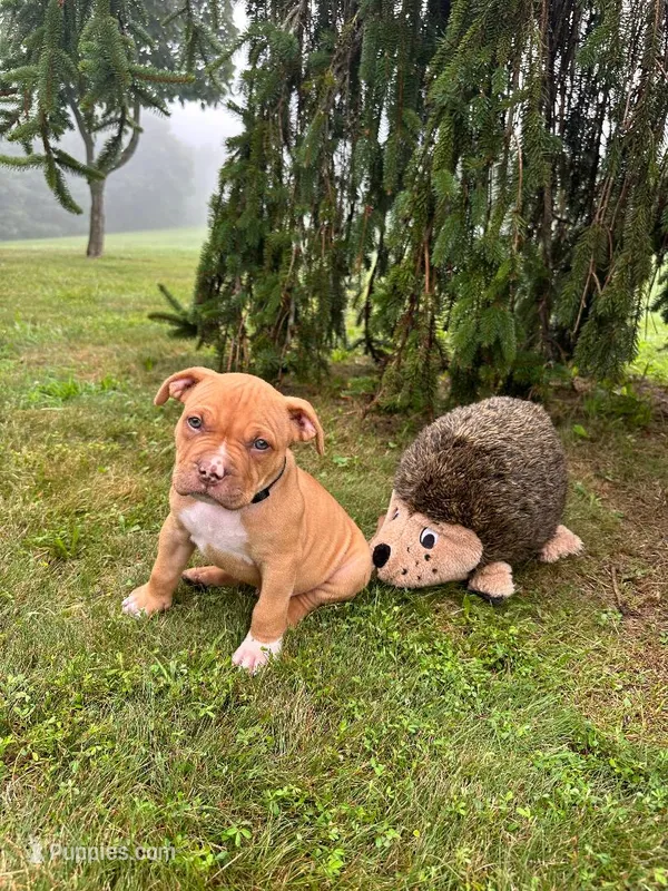 Simba – Dogue de Bordeaux, American Pit Bull Terrier puppy for sale in McArthur, OH