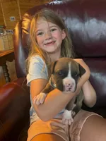 Zimba, a male Dogue de Bordeaux and American Pit Bull Terrier for sale in McArthur, OH – 4 of 9