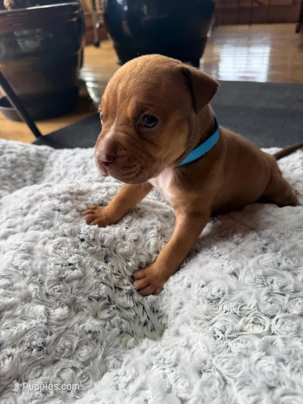 Mufasa – American Pit Bull Terrier puppy for sale in McArthur, OH