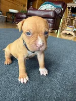 Simba, a male American Pit Bull Terrier for sale in McArthur, OH – 2 of 9