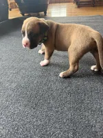Zimba, a male Dogue de Bordeaux and American Pit Bull Terrier for sale in McArthur, OH – 1 of 9