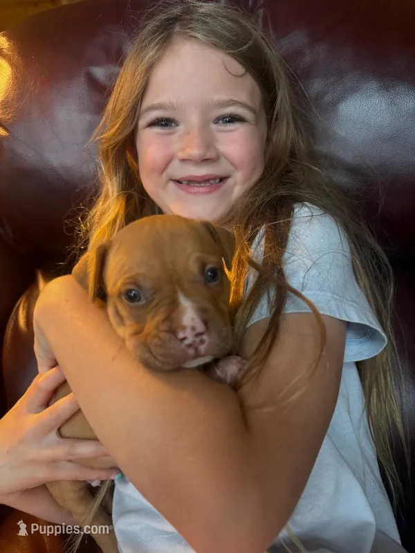 Simba – American Pit Bull Terrier puppy for sale in McArthur, OH