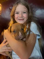 Simba, a male American Pit Bull Terrier for sale in McArthur, OH – 1 of 9
