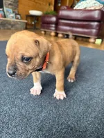 Tigger, a male American Pit Bull Terrier for sale in McArthur, OH – 3 of 9