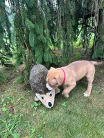 Marcus, a male Dogue de Bordeaux and American Pit Bull Terrier for sale in McArthur, OH – 4 of 10