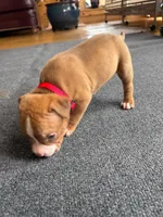Zeke, a male American Pit Bull Terrier for sale in McArthur, OH – 3 of 9