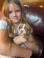 Zeke, a male American Pit Bull Terrier for sale in McArthur, OH – 4 of 9
