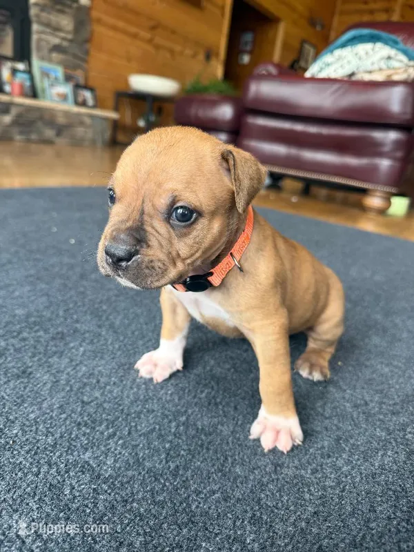 Tigger – American Pit Bull Terrier puppy for sale in McArthur, OH