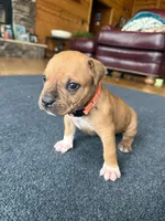 Tigger, a male American Pit Bull Terrier for sale in McArthur, OH – 1 of 9