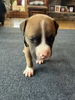 Zimba, a male Dogue de Bordeaux and American Pit Bull Terrier for sale in McArthur, OH – 2 of 9