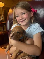 Mufasa, a male American Pit Bull Terrier for sale in McArthur, OH – 4 of 9