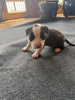 Miss Fanny, a female Dogue de Bordeaux and American Pit Bull Terrier for sale in McArthur, OH – 1 of 9