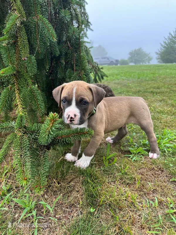 Badger – Dogue de Bordeaux, American Pit Bull Terrier puppy for sale in McArthur, OH