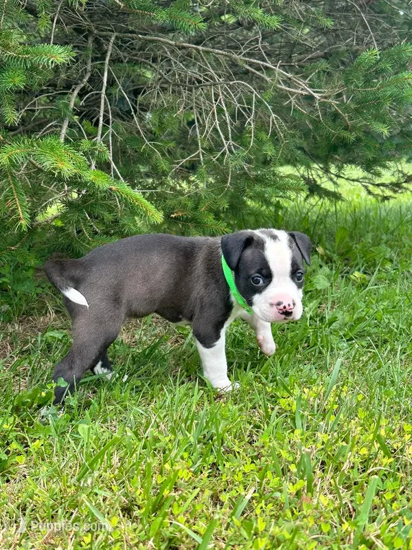 Miss Fanny – Dogue de Bordeaux, American Pit Bull Terrier puppy for sale in McArthur, OH