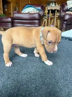 Nala, a female American Pit Bull Terrier for sale in McArthur, OH – 1 of 9