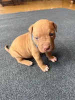 Handsome Man, a male American Pit Bull Terrier for sale in McArthur, OH – 2 of 9