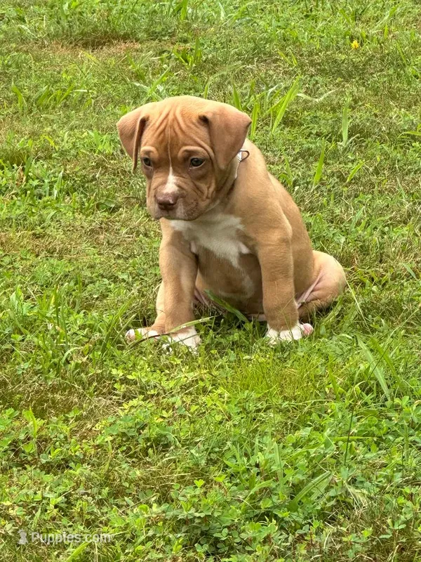 Nala – Dogue de Bordeaux, American Pit Bull Terrier puppy for sale in McArthur, OH