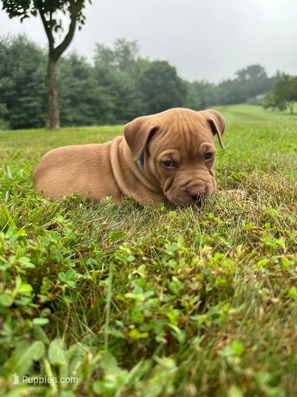 Poo Bear – Dogue de Bordeaux, American Pit Bull Terrier puppy for sale in McArthur, OH