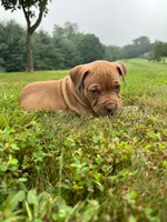 Poo Bear, a male Dogue de Bordeaux and American Pit Bull Terrier for sale in McArthur, OH – 1 of 10